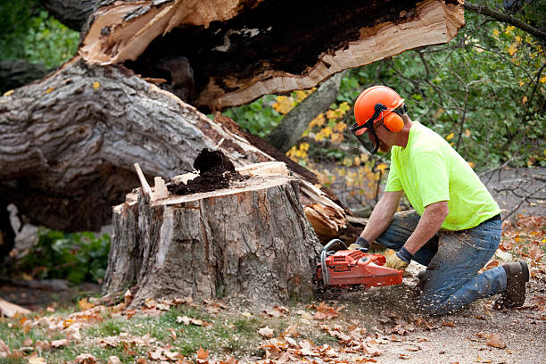 Best Seasonal Cleanup (Spring/Fall)  in Adamstown, PA